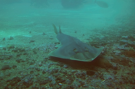 Halavi guitarfish