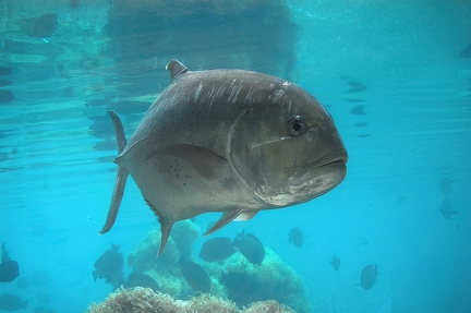 Bigeye trevally