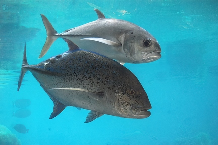 Bluefin and Bigeye trevally