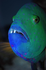 Broomtail wrasse