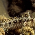 Highfin fangblenny