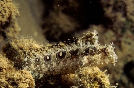 Highfin fangblenny