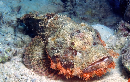 Scorpion fish