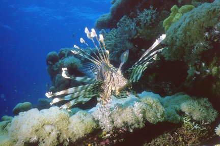 Lionfish