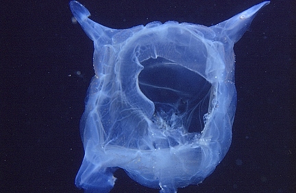 Warty sea wasp ( highly poisonous)