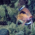 Parupeneus macronema 