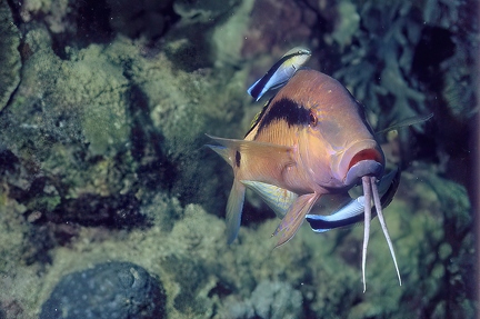 Parupeneus macronema 