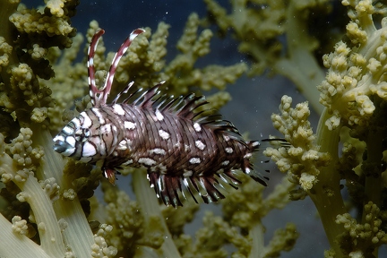 Novaculichthys taeniourus (juvenile)