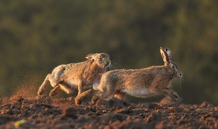The angry hare