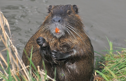 Nutria