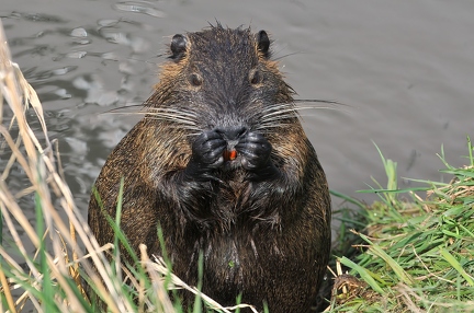 Nutria