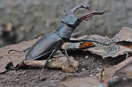Hirschkäfer