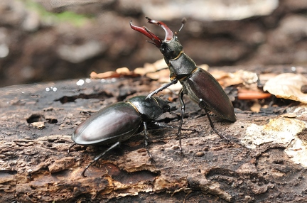 Hirschkäfer