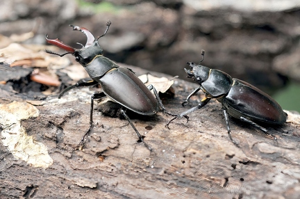 Hirschkäfer