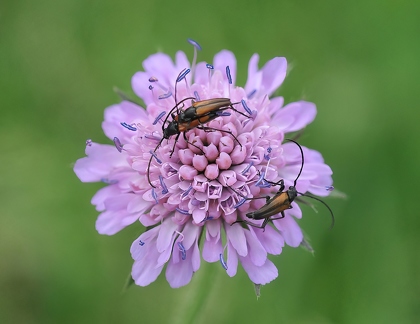Käfer auf Taubenskabiose