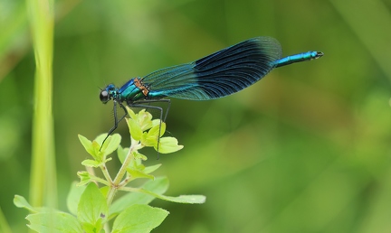 Blauflügel Prachtlibelle