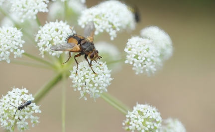 Hornissen-Schwebefliege