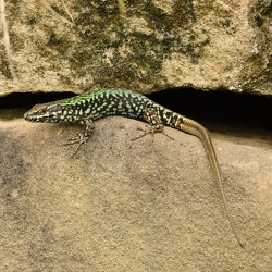 Amphibien