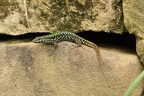 Amphibien