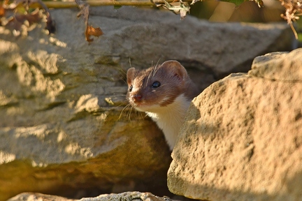Weasel