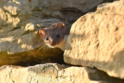 Wiesel