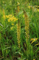 Ohnsporn Knabenkraut