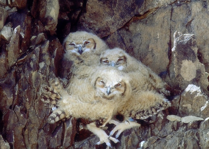 Chicks of Eagle owl 