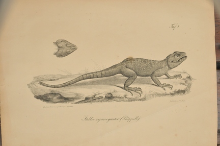 Stellio cyanogaster