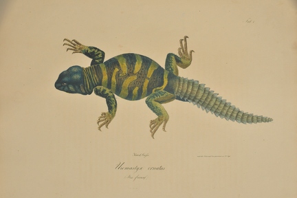 Uromastyx ornatus