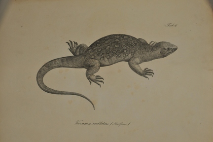 Varanus ocellatus