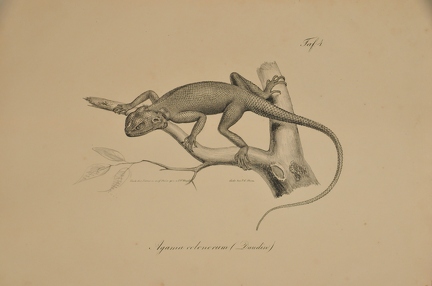 Agama colonorum