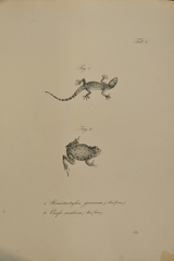Hemidactylus granosus - Bufo arabicus 