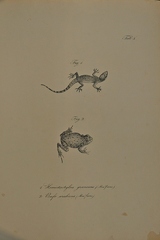 Hemidactylus granosus - Bufo arabicus