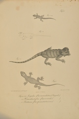 Frapelus flavimaculatus - Hemidactylus flaviviridis - Pristurus flavipunctatus