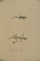 Ptyodactylus guttatus - Stenodactylus scaber