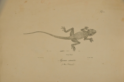 Agama sinaita
