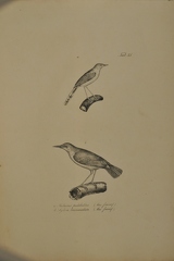 Malurus pulchellus - Sylvia brevicaudata