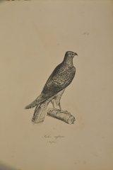 Falco rufinus