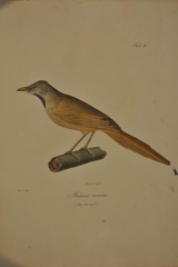 Malurus acaciae