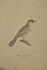 Bucco margaritatus
