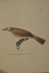 Turdoides leucocephala
