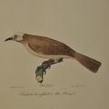 Turdoides leucocephala