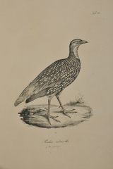 Perdix rubricollis