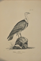 Vultur Kolbii