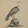 Vultur Kolbii