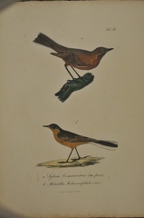 Sylvia Grassirostris - Metacilla Melanocephala