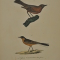 Sylvia Grassirostris - Metacilla Melanocephala