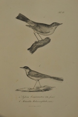 Silvia Grassirostris - Motacilla Melanocephala