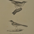 Silvia Grassirostris - Motacilla Melanocephala
