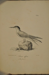 Sterna affinis